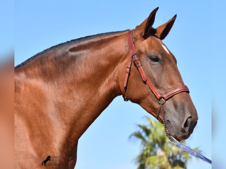 PRE Mare 5 years 16,2 hh Brown in Menorca