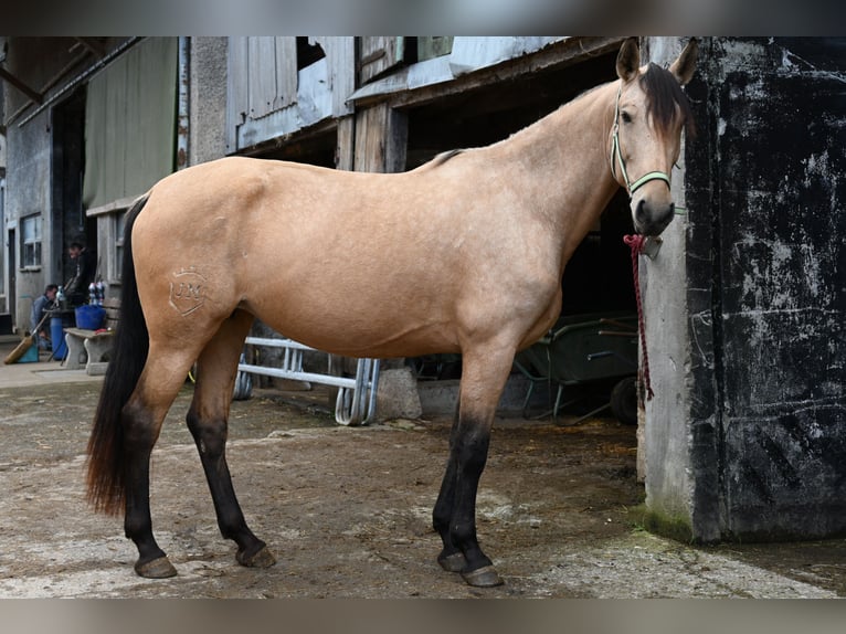 PRE Mare 5 years 16.2 hh Buckskin in Klettgau-Bühl