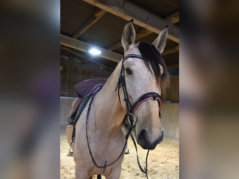 PRE Mare 5 years 16.2 hh Buckskin in Klettgau-Bühl