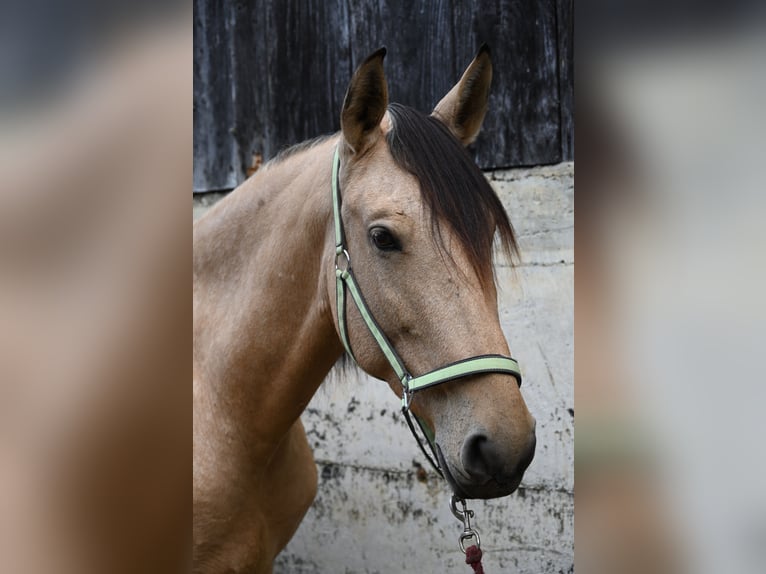 PRE Mare 5 years 16.2 hh Buckskin in Klettgau-Bühl