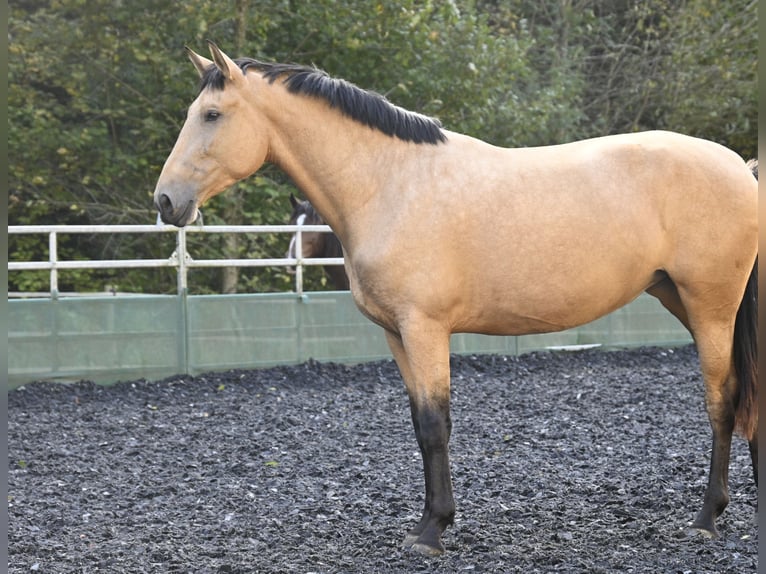 PRE Mare 5 years 16.2 hh Buckskin in Klettgau-Bühl
