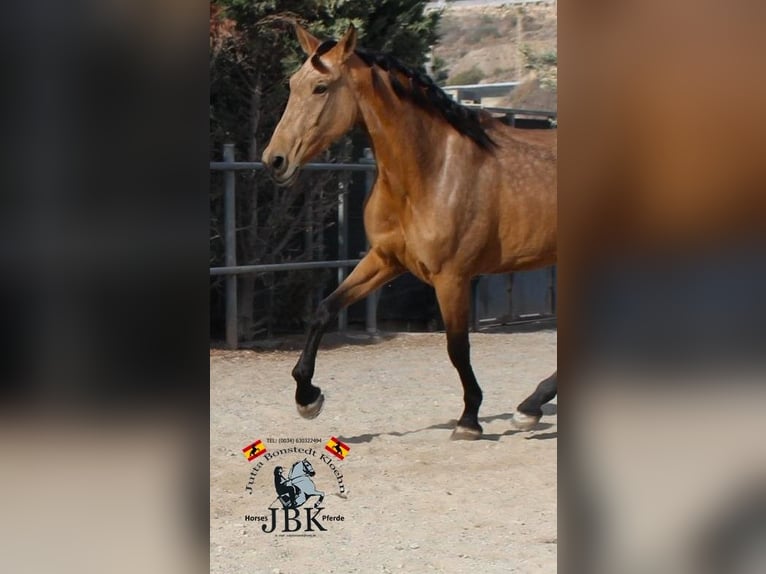 PRE Mare 5 years 16,3 hh Dun in Tabernas Almeria