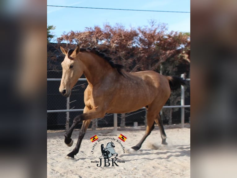 PRE Mare 5 years 16,3 hh Dun in Tabernas Almeria