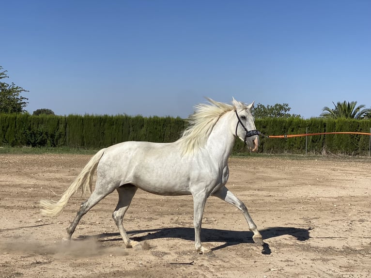 PRE Mare 5 years 16,3 hh Gray in Cañada