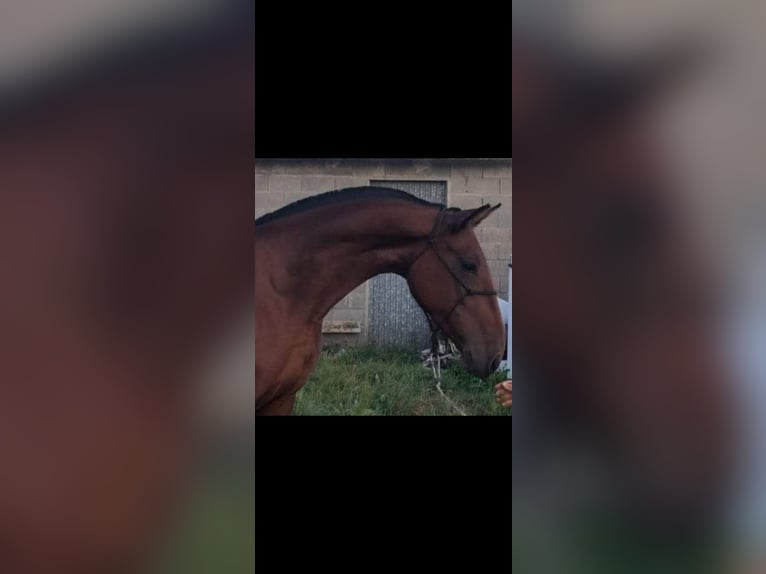 PRE Mare 5 years 16 hh Bay in Verin