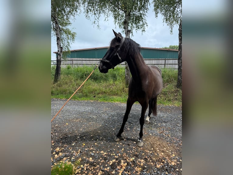 PRE Mix Mare 5 years 16 hh Black in Steinebach