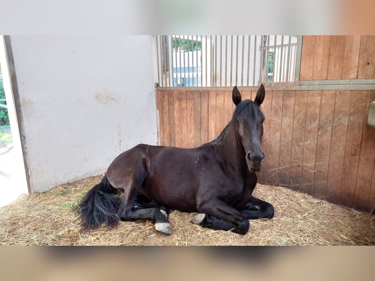PRE Mare 5 years 16 hh Black in Ollersbach