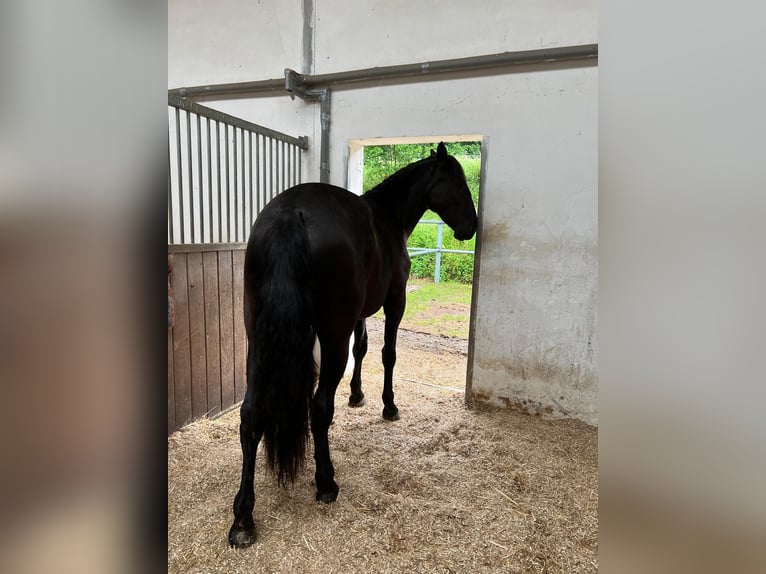 PRE Mare 5 years 16 hh Black in Ollersbach