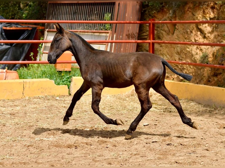 PRE Mare 5 years 16 hh Black in Ollersbach