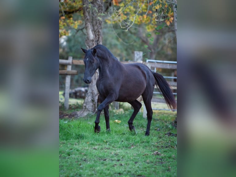PRE Mix Mare 5 years 16 hh Black in La Vespi&#xE8;re-Friardel