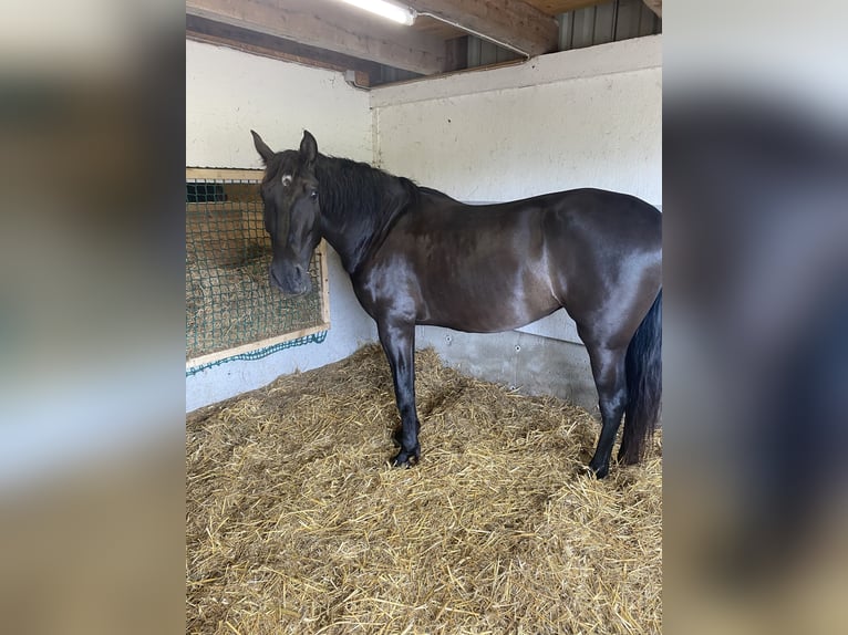 PRE Mare 5 years 16 hh Black in Wittbek