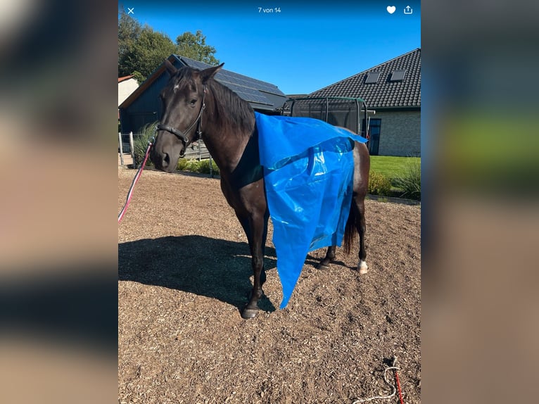 PRE Mare 5 years 16 hh Black in Wittbek