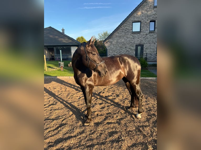 PRE Mare 5 years 16 hh Black in Wittbek