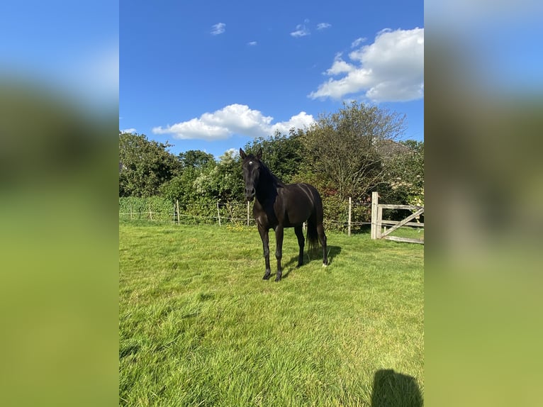 PRE Mare 5 years 16 hh Black in Wittbek