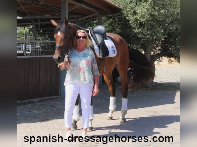 PRE Mix Mare 5 years 16 hh Brown in Barcelona