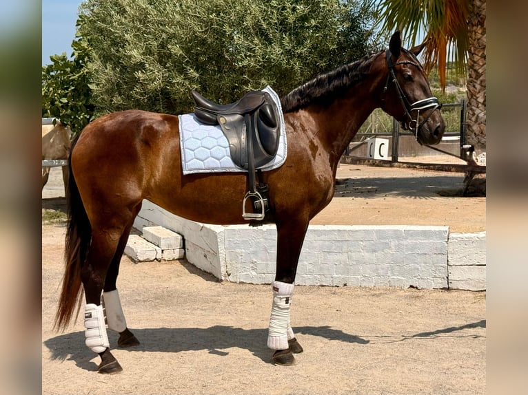 PRE Mix Mare 5 years 16 hh Brown in Cubelles