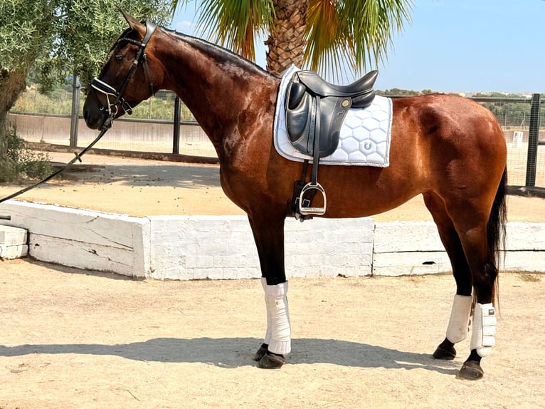 PRE Mix Mare 5 years 16 hh Brown in Cubelles