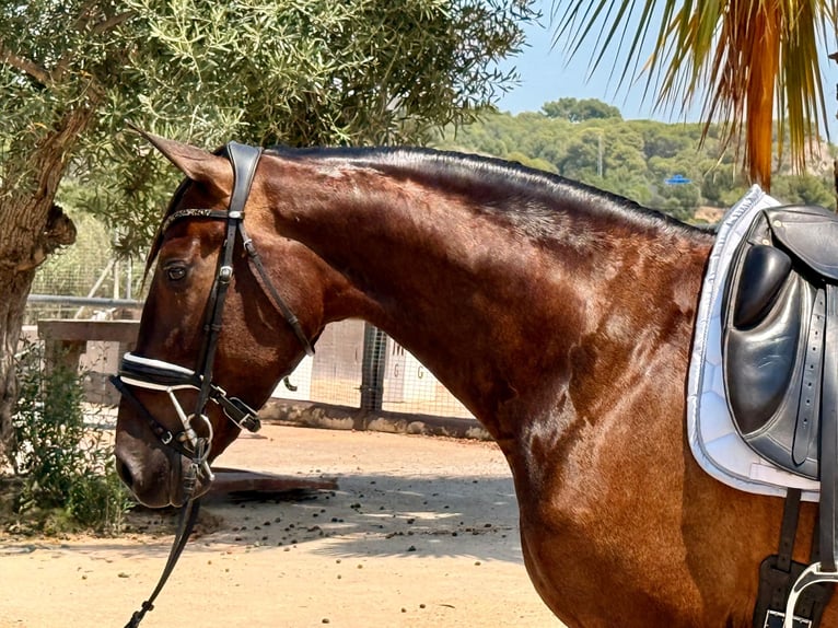 PRE Mix Mare 5 years 16 hh Brown in Cubelles