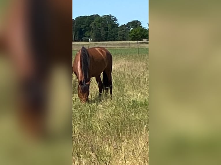 PRE Mix Mare 5 years 16 hh Brown in Dörverden