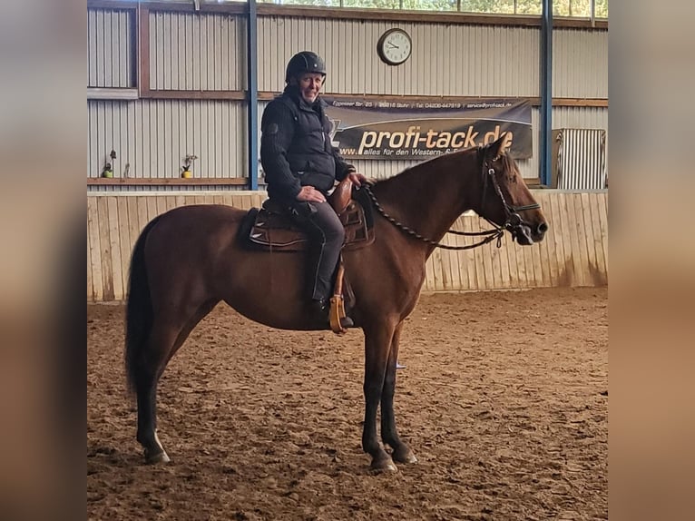 PRE Mix Mare 5 years 16 hh Brown in Dörverden