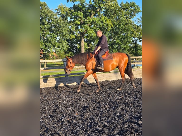 PRE Mix Mare 5 years 16 hh Brown in Dörverden