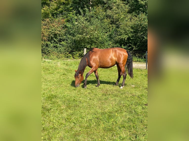 PRE Mix Mare 5 years 16 hh Brown in Dörverden