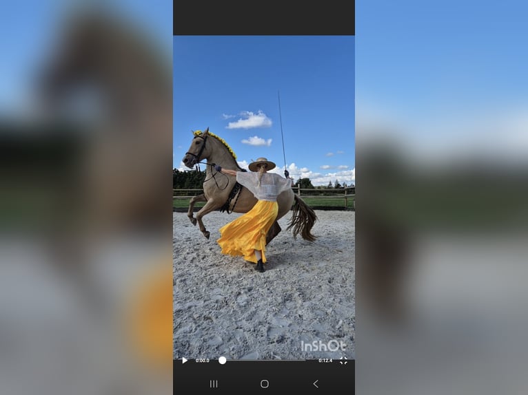 PRE Mare 5 years 16 hh Champagne in Tábor