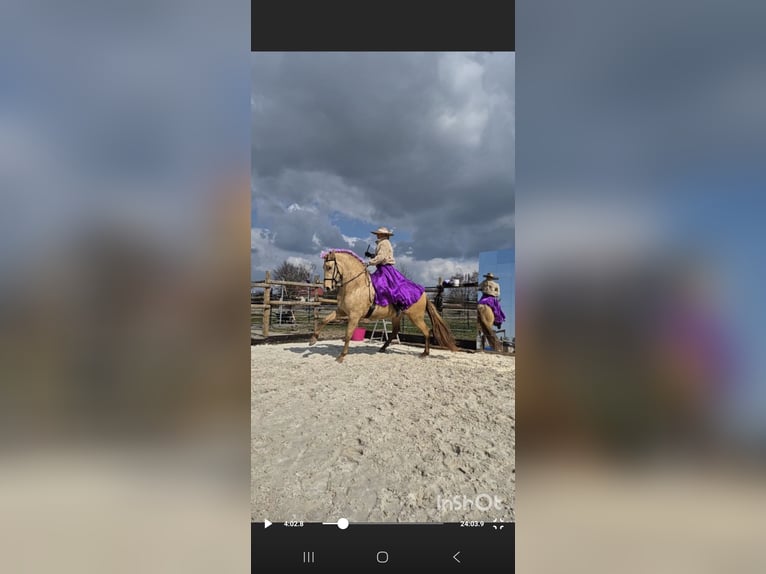 PRE Mare 5 years 16 hh Champagne in Tábor