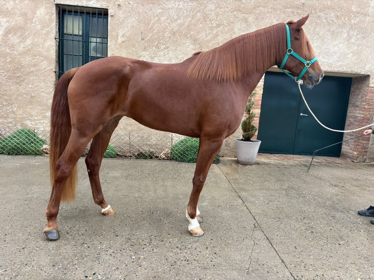 PRE Mix Mare 5 years 16 hh Chestnut-Red in Hamburg