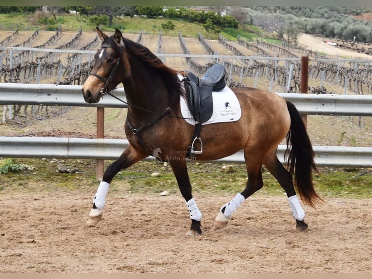 PRE Mare 5 years 16 hh Dun in Provinz Cordoba