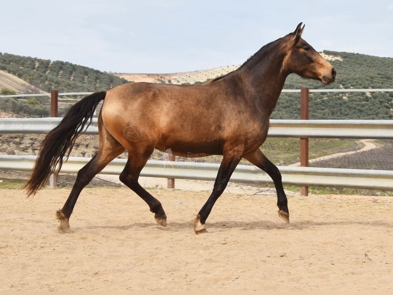 PRE Mare 5 years 16 hh Dun in Provinz Cordoba