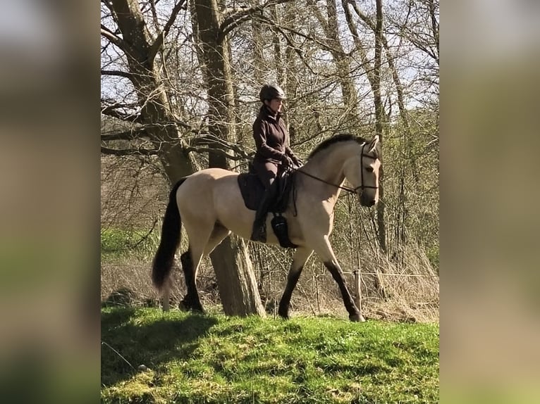 PRE Mare 5 years 16 hh Dun in Fahrenkrug