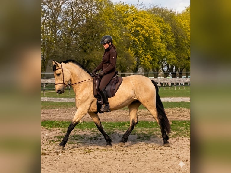 PRE Mare 5 years 16 hh Dun in Fahrenkrug