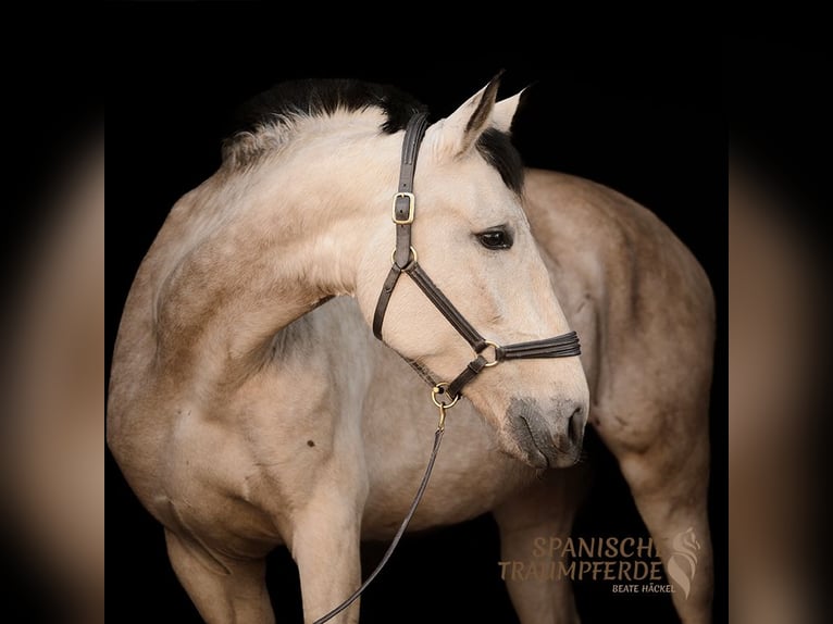 PRE Mare 5 years 16 hh Dun in Fahrenkrug