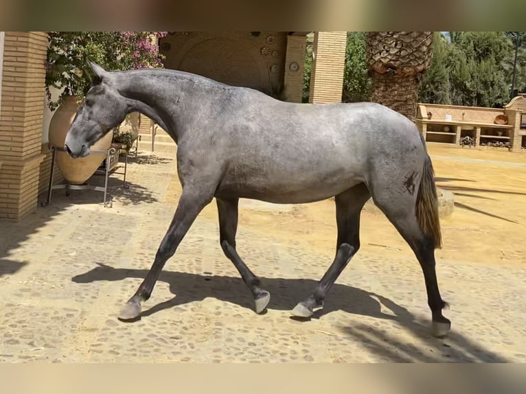 PRE Mare 5 years 16 hh Gray in Fuentes De Andalucia