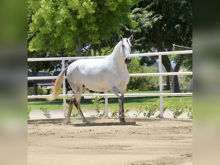 PRE Mix Mare 5 years 16 hh Gray in Ramona