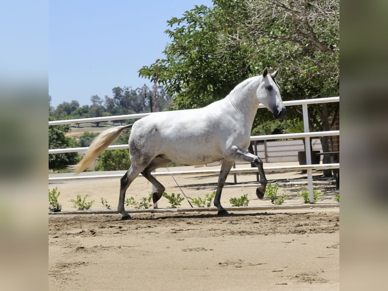 PRE Mix Mare 5 years 16 hh Gray in Ramona