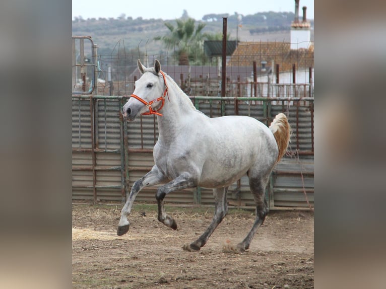 PRE Mare 5 years 16 hh Grey in Vejer de la Frontera