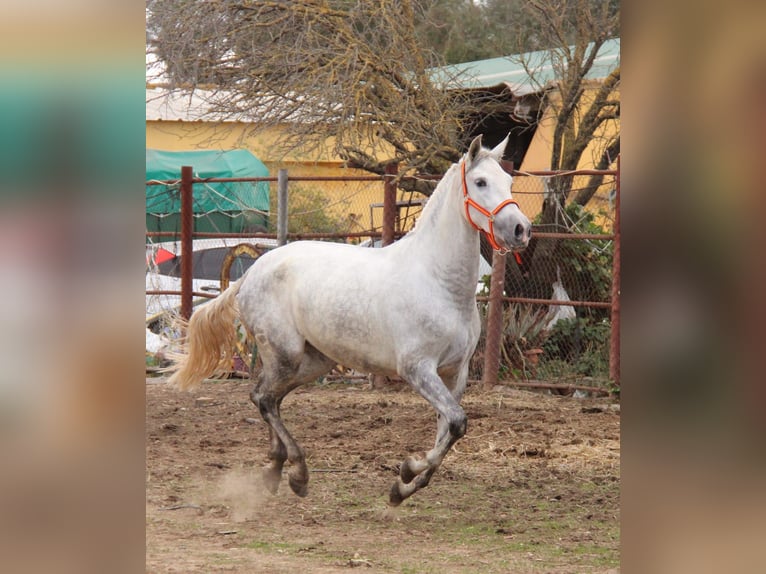 PRE Mare 5 years 16 hh Grey in Vejer de la Frontera
