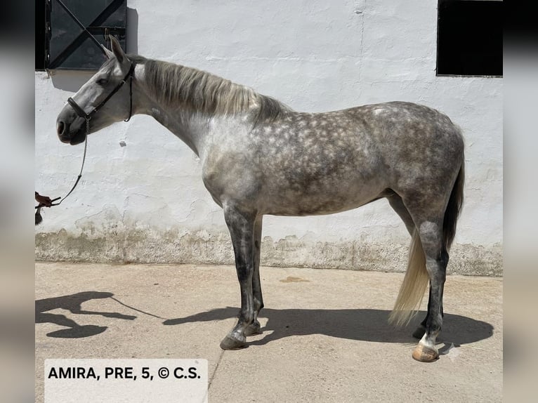 PRE Mix Mare 5 years 16 hh Grey-Dapple in Vejer de la Frontera