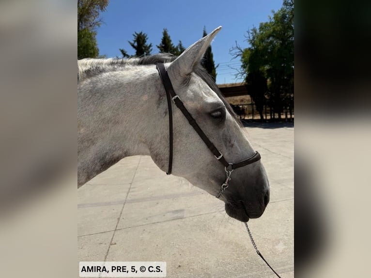 PRE Mix Mare 5 years 16 hh Grey-Dapple in Vejer de la Frontera