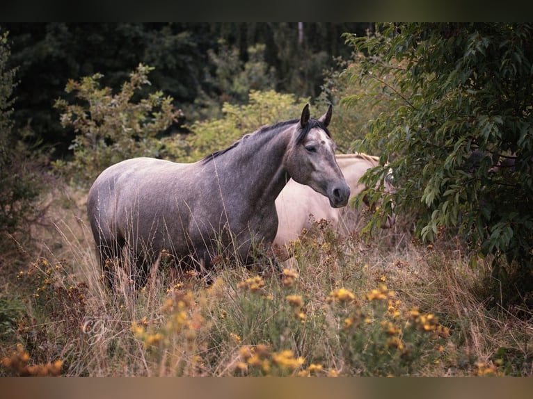 PRE Mare 5 years 16 hh Grey in Bautzen