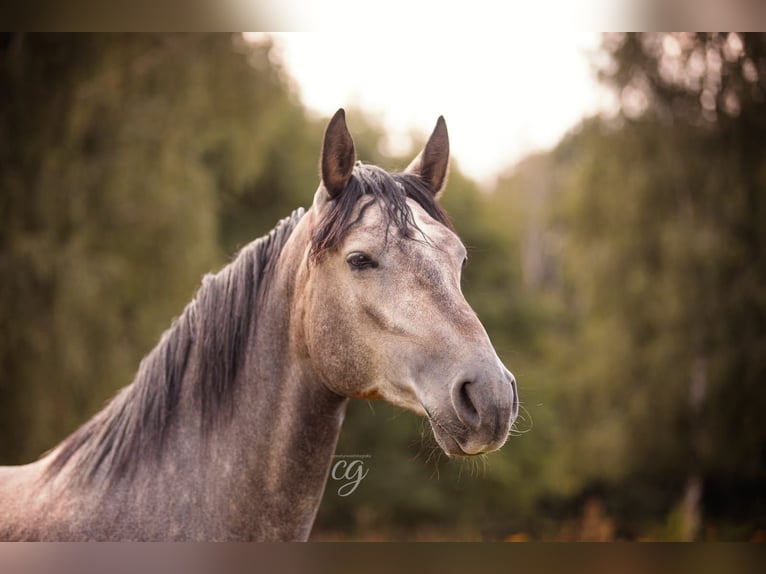PRE Mare 5 years 16 hh Grey in Bautzen