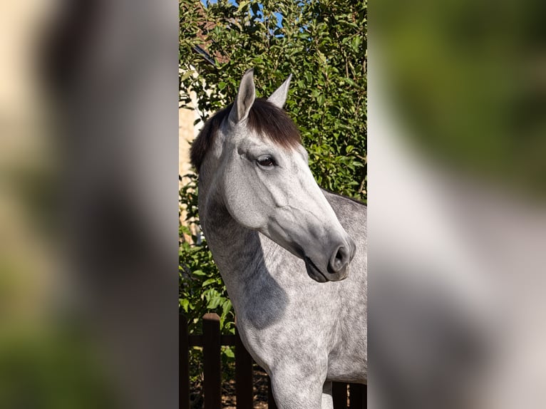 PRE Mare 5 years 16 hh Grey in La bruere sur loir
