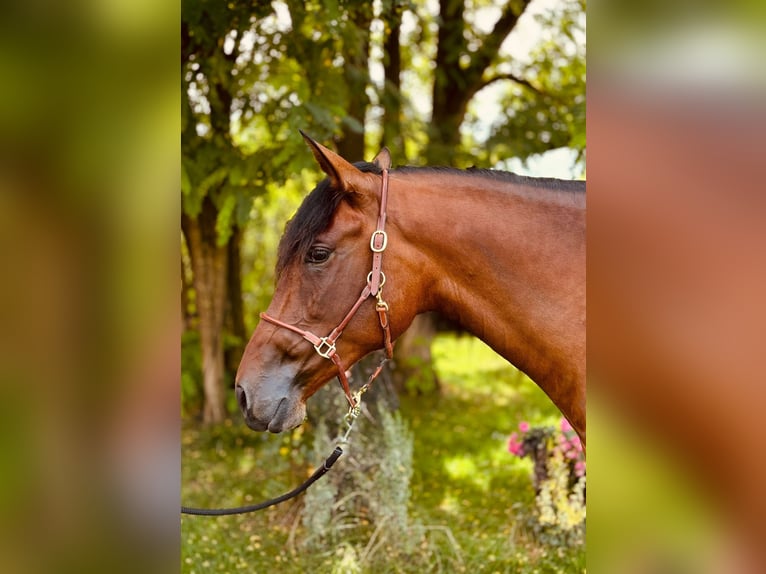 PRE Mix Mare 5 years 16 hh in Ruppichteroth