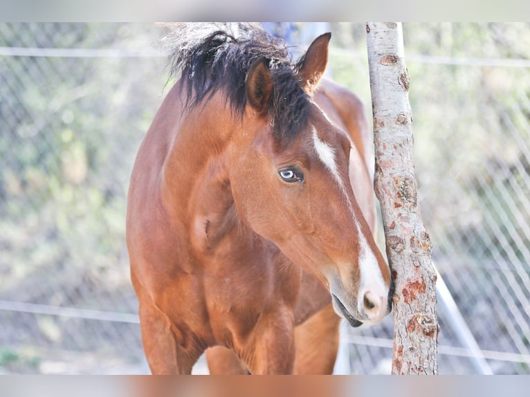 PRE Mix Mare 5 years 16,1 hh Bay in Alcoi/Alcoy