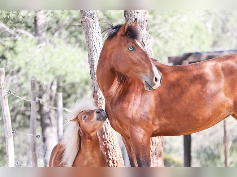 PRE Mix Mare 5 years 16,1 hh Bay in Alcoi/Alcoy