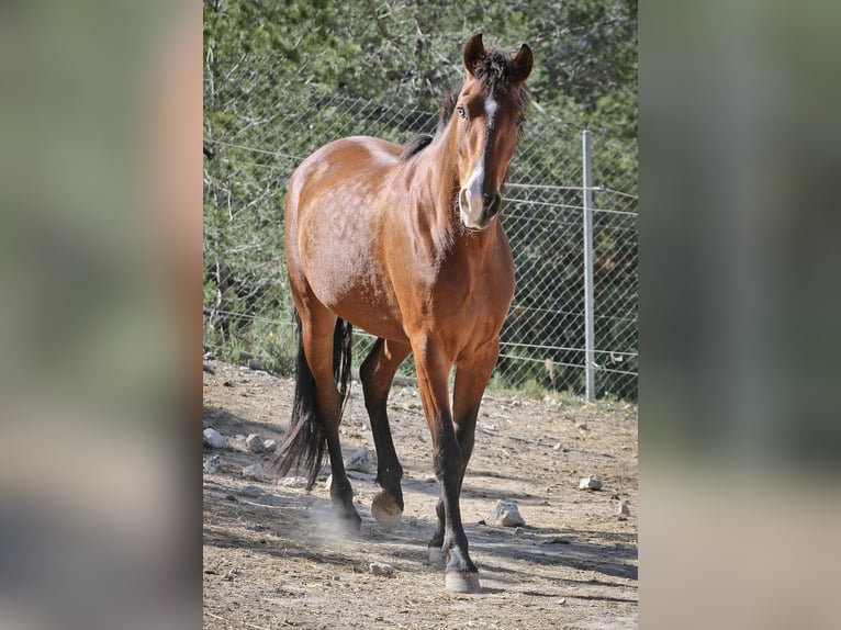 PRE Mix Mare 5 years 16,1 hh Bay in Alcoi/Alcoy