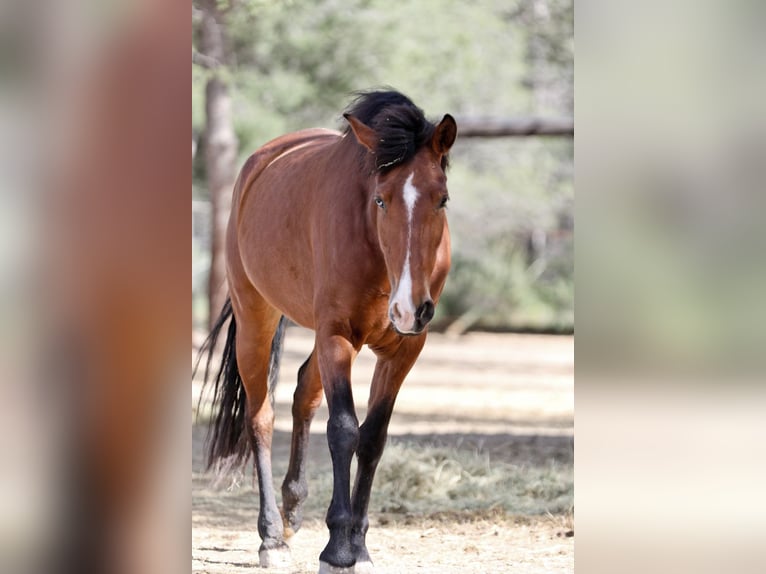 PRE Mix Mare 5 years 16,1 hh Bay in Alcoi/Alcoy