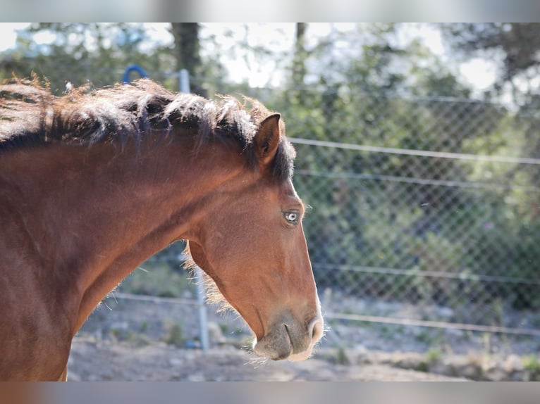 PRE Mix Mare 5 years 16,1 hh Bay in Alcoi/Alcoy